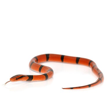 Red Bamboo Rat Snake